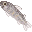 いわな